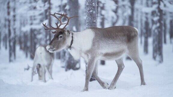 驯鹿在雪原中漫步