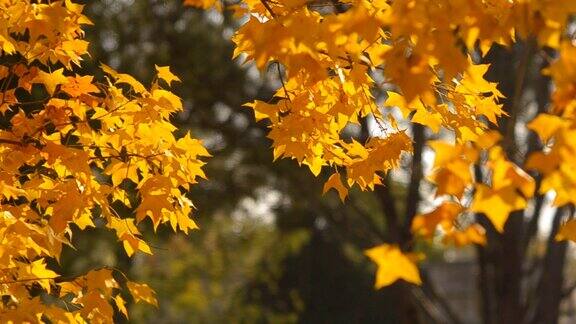 摇摄:阳光下黄色枫叶的树枝