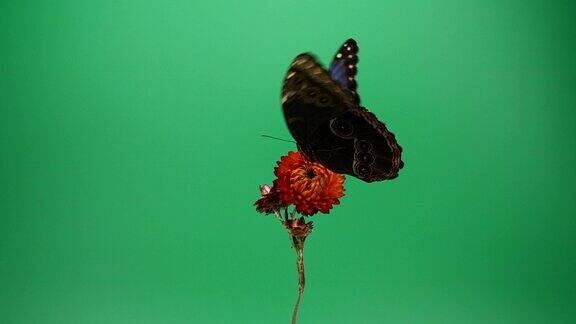 红色花朵上的蓝色大闪蝶
