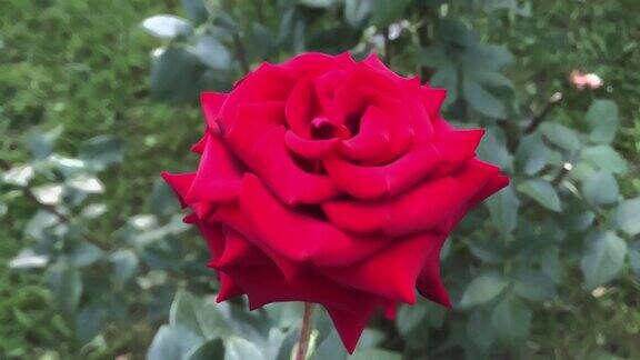夏日公园里的红玫瑰