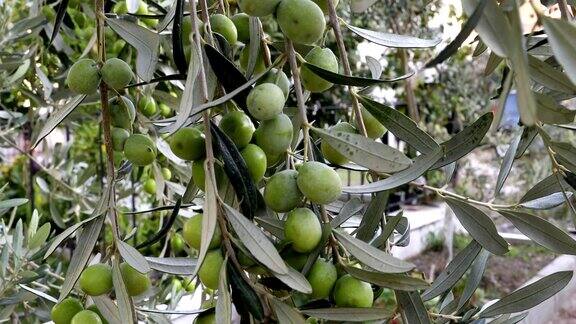 橄榄树的树枝上长着绿色的橄榄