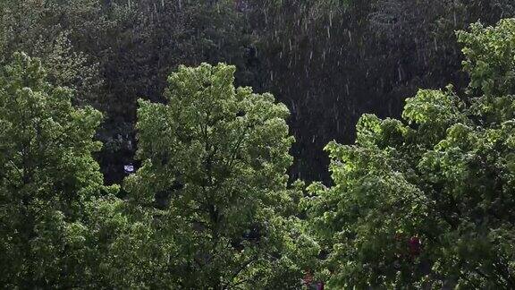 夏季的强降雨伴随着阵风和大气规则将宣布温和的冷却和给予植物和动物生命的水