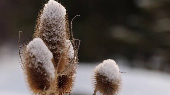 小雪堆在蓟植物上