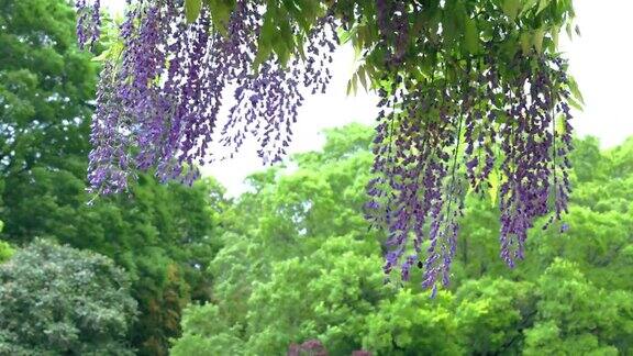 怒放的紫藤花在风中摇曳