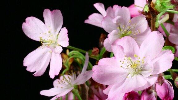 粉红色花朵盛开