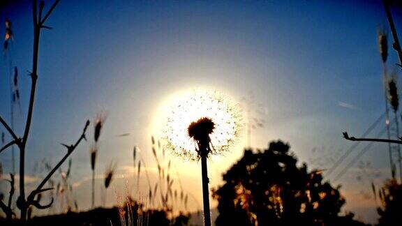 蒲公英花在夏天的田野在日落4k