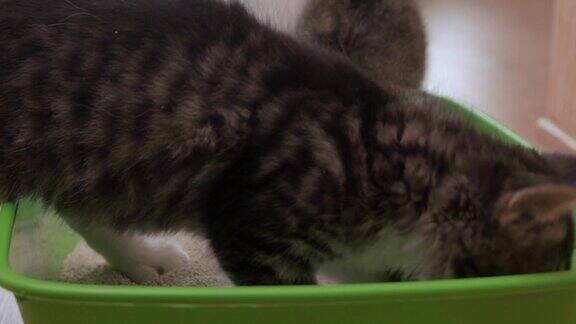 小猫和猫砂箱