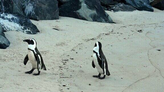 南非西蒙镇博尔德海滩上非洲企鹅的视频
