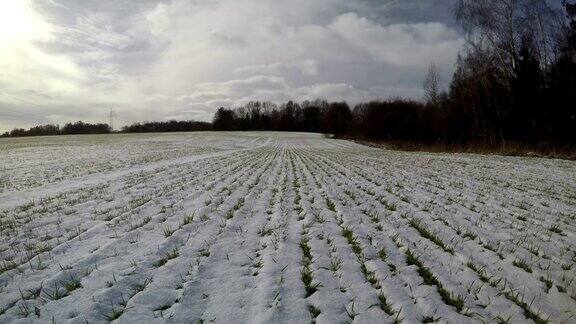 冬末麦田在雪中绿芽时间间隔4K