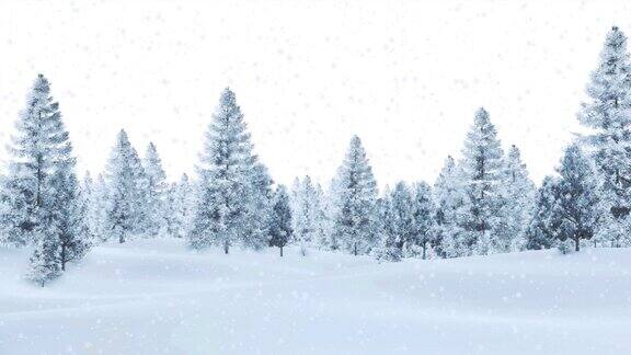 雪杉树林在降雪冬季景观
