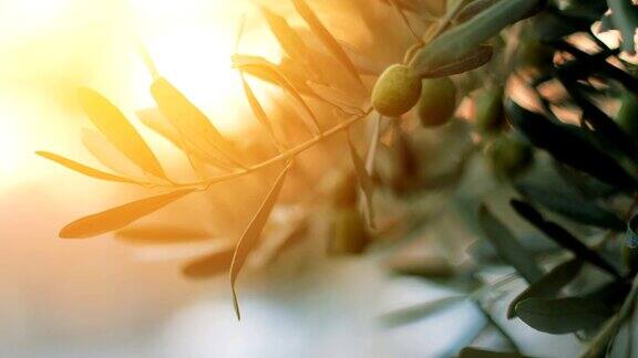 橄榄树与阳光的光束