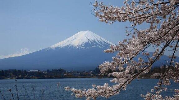 日本山梨县川口湖上的樱花和富士山