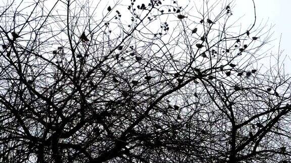 许多麻雀在公园或乡村的树上坐着或飞着