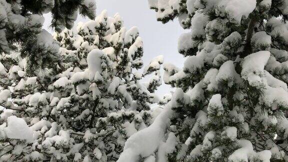 看到白雪覆盖的松树