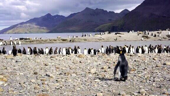 南极洲帝企鹅群