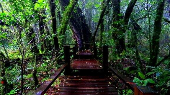 木桥上长满青苔自然公园下着雨