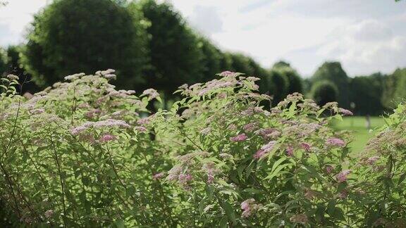 森林和蓝天背景上的野花