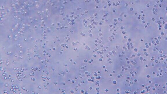 显微镜下的酵母细菌