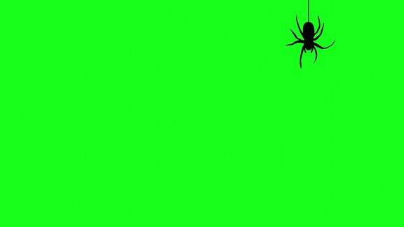 绿幕背景上有网的黑蜘蛛