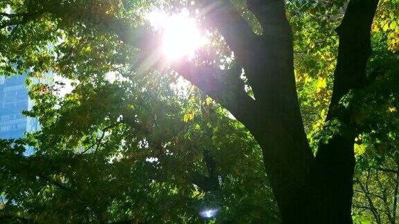 查普尔特佩克森林中央的灿烂太阳