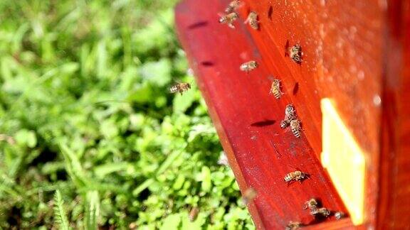 蜜蜂飞进蜂巢