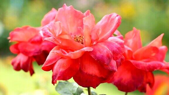 花园里有粉红色的玫瑰