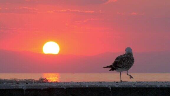 日落时分海边孤独的海鸥