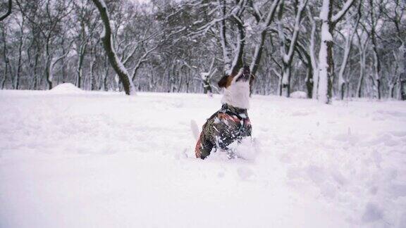 杰克罗素梗狗在雪中玩耍