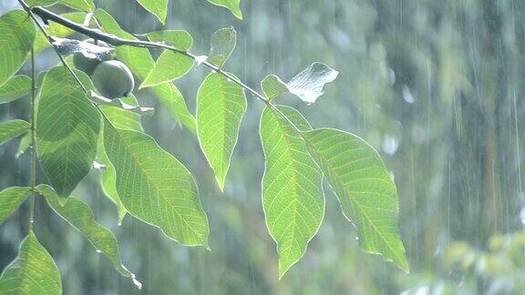 大雨阵雨倾盆大雨大暴雨在白天来临