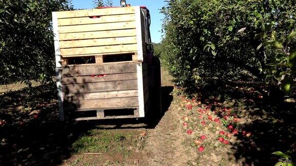 拖拉机接起一箱箱装满苹果果实的木箱和运输车FullHD