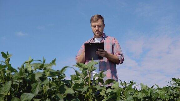 一个年轻的农民在平板上记录大豆在地里生长的特性