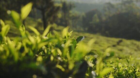 近距离观看印度喀拉拉邦穆纳尔的茶园和茶叶景观