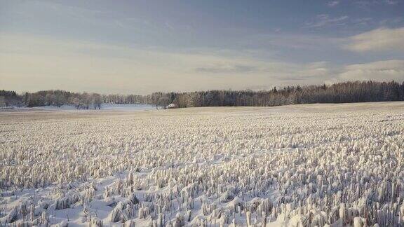 初雪的田野上有一片白桦林