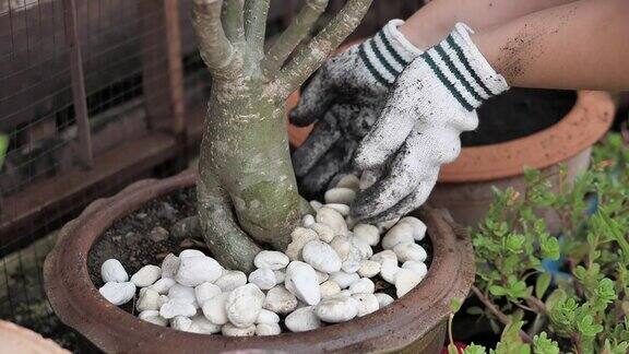 慢镜头:双手手套在花盆里种花
