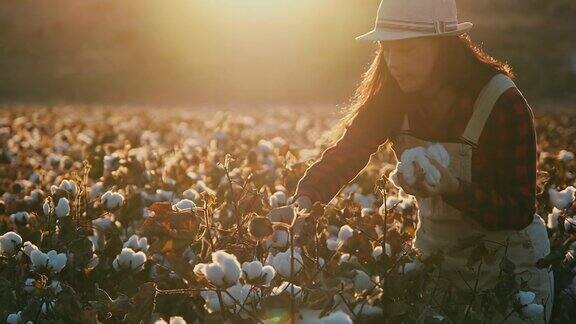 盛开的棉花田在收获前在金色的夕阳下评估收成