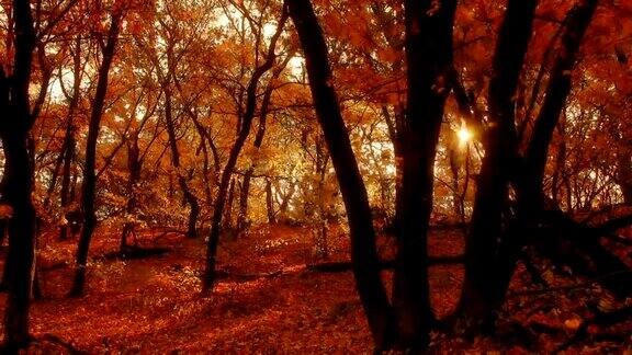 秋天的森林