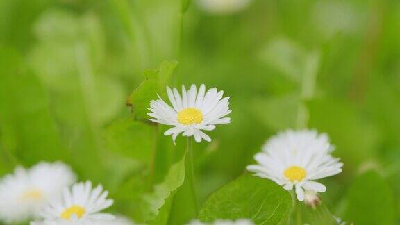 雏菊在风中摇曳田野里白色的雏菊在风中摇曳春天的草地关闭了