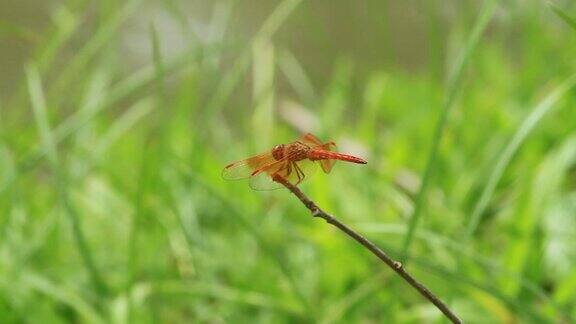 近距离拍摄的红蜻蜓
