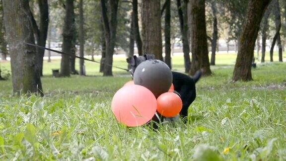 有趣的视频一只小黑狗在城市公园的草地上玩气球