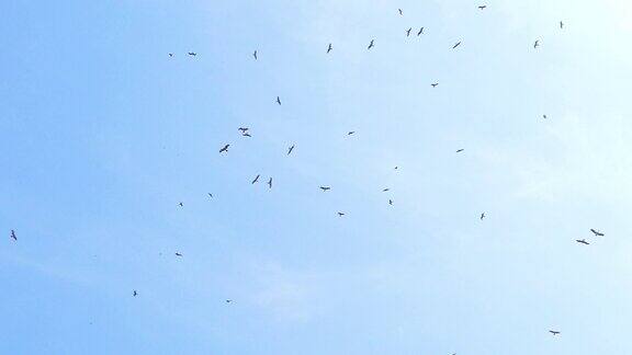 黑耳风筝在蓝天上飞翔
