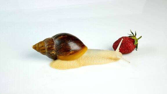 白色的背景上巨大的蜗牛正在吃新鲜的草莓