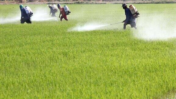 农民在稻田里喷洒农药
