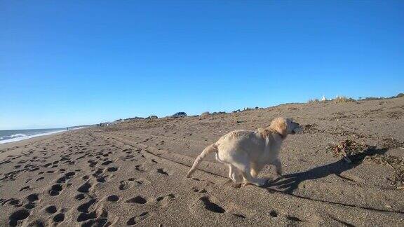 快乐的小狗在海滩上奔跑