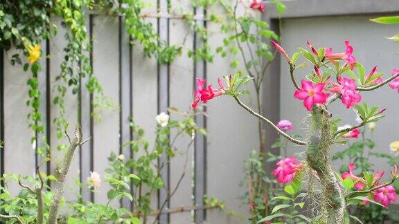 在清晨的阳光下在绿色花园中种植美丽的蔷薇