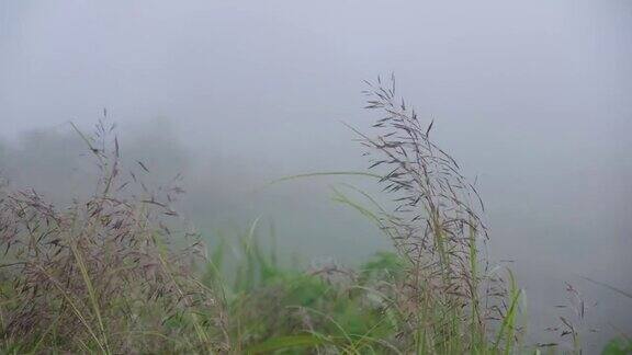在雾天小草的花朵在风中缓慢地飘动