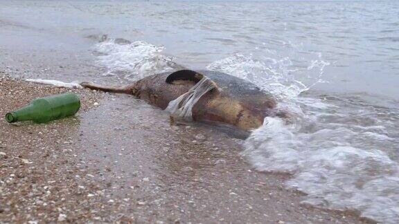 海岸上死去的小海豚地球野生动物环境污染生态灾难死去的动物