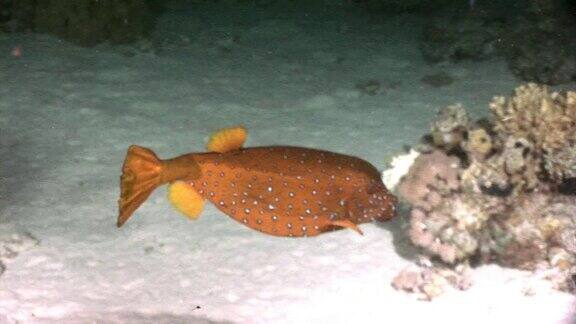 黄箱鲀:介形鱼科在红海中有斑点