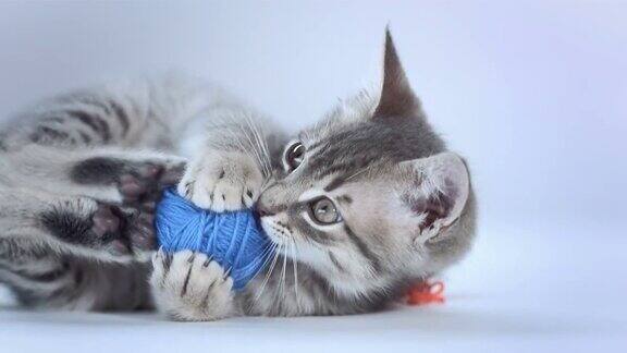 可爱的小猫玩球