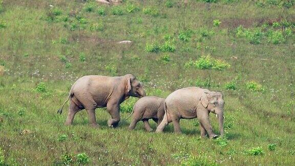 令人惊叹的亚洲象群慢镜头