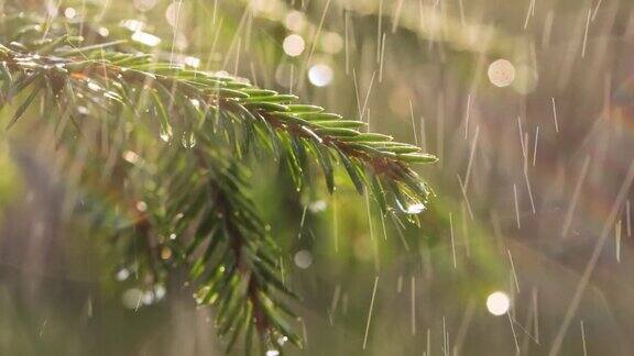 晴天下雨特写雨的背景常绿云杉枝